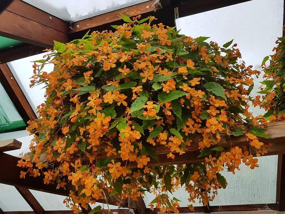 Begonia Sutherlandii - бегония оранжева дребноцветна (075)